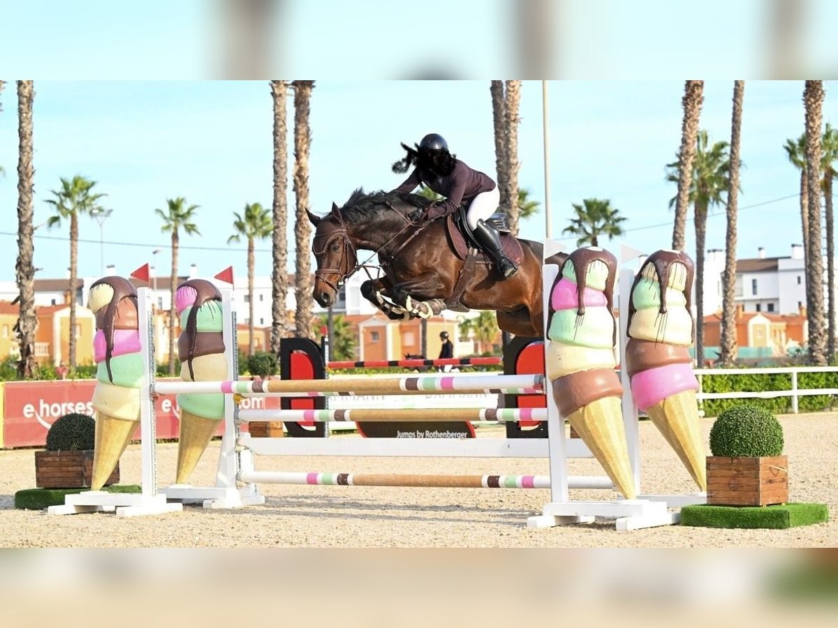 KWPN Gelding 9 years 16,1 hh Smoky-Black in Rheineck