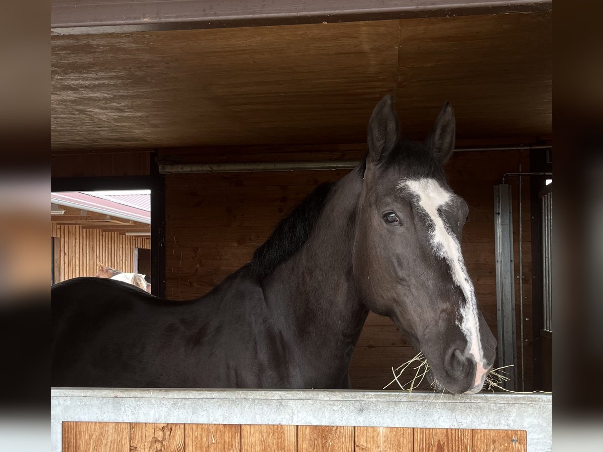 KWPN Gelding 9 years 16,3 hh Black in Tuntenhausen