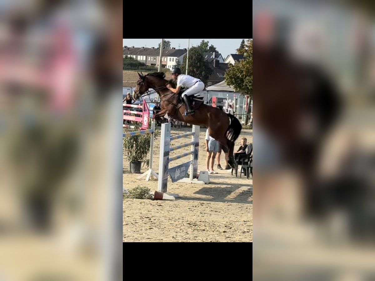 KWPN Gelding 9 years 16,3 hh Brown-Light in Koningsbosch