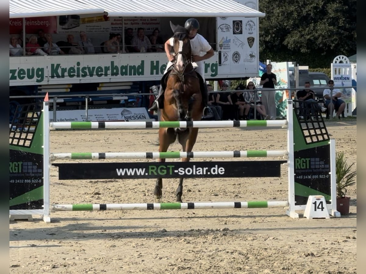 KWPN Gelding 9 years 16,3 hh Brown-Light in Koningsbosch