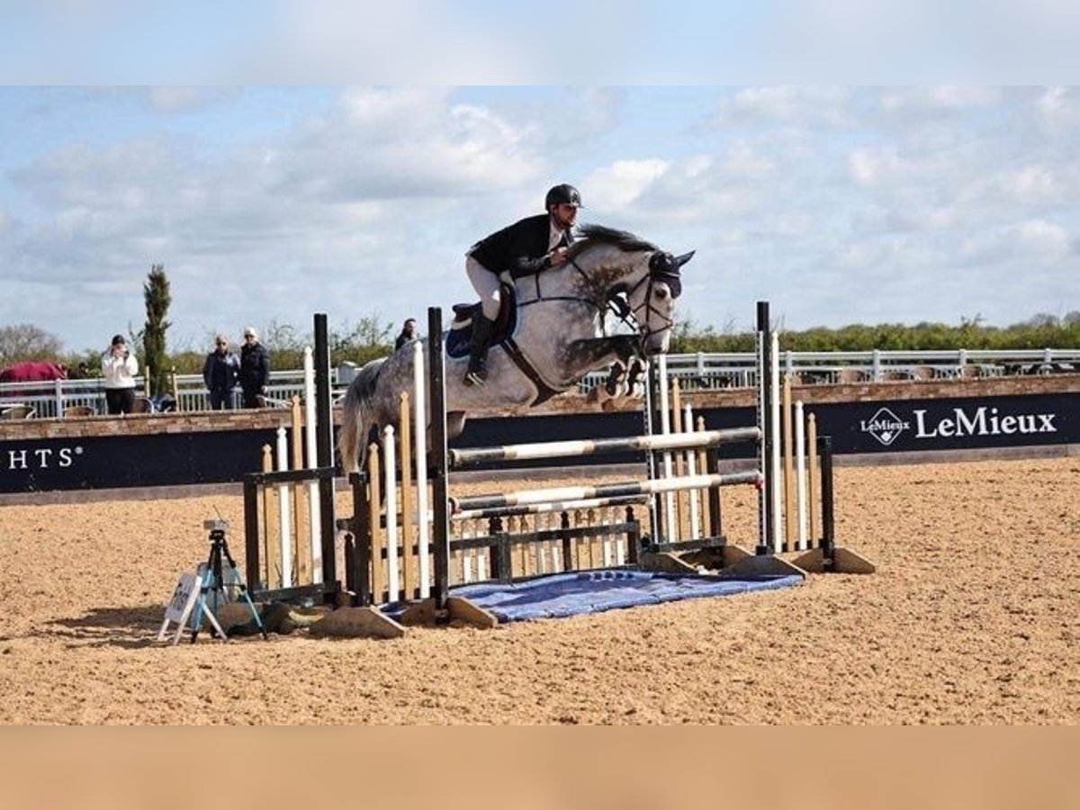 KWPN Gelding 9 years 16,3 hh Gray-Dapple in Warwickshire