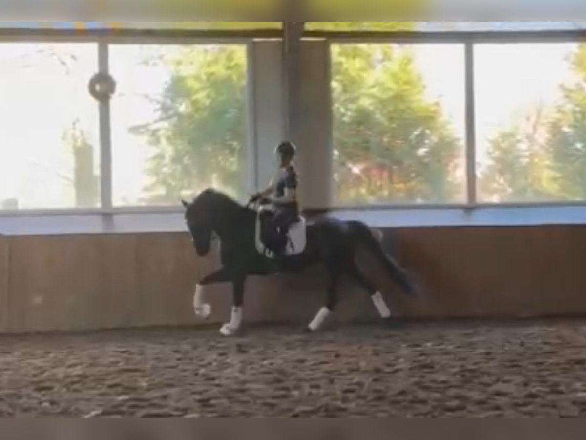 KWPN Gelding 9 years 16 hh Bay-Dark in Dohren