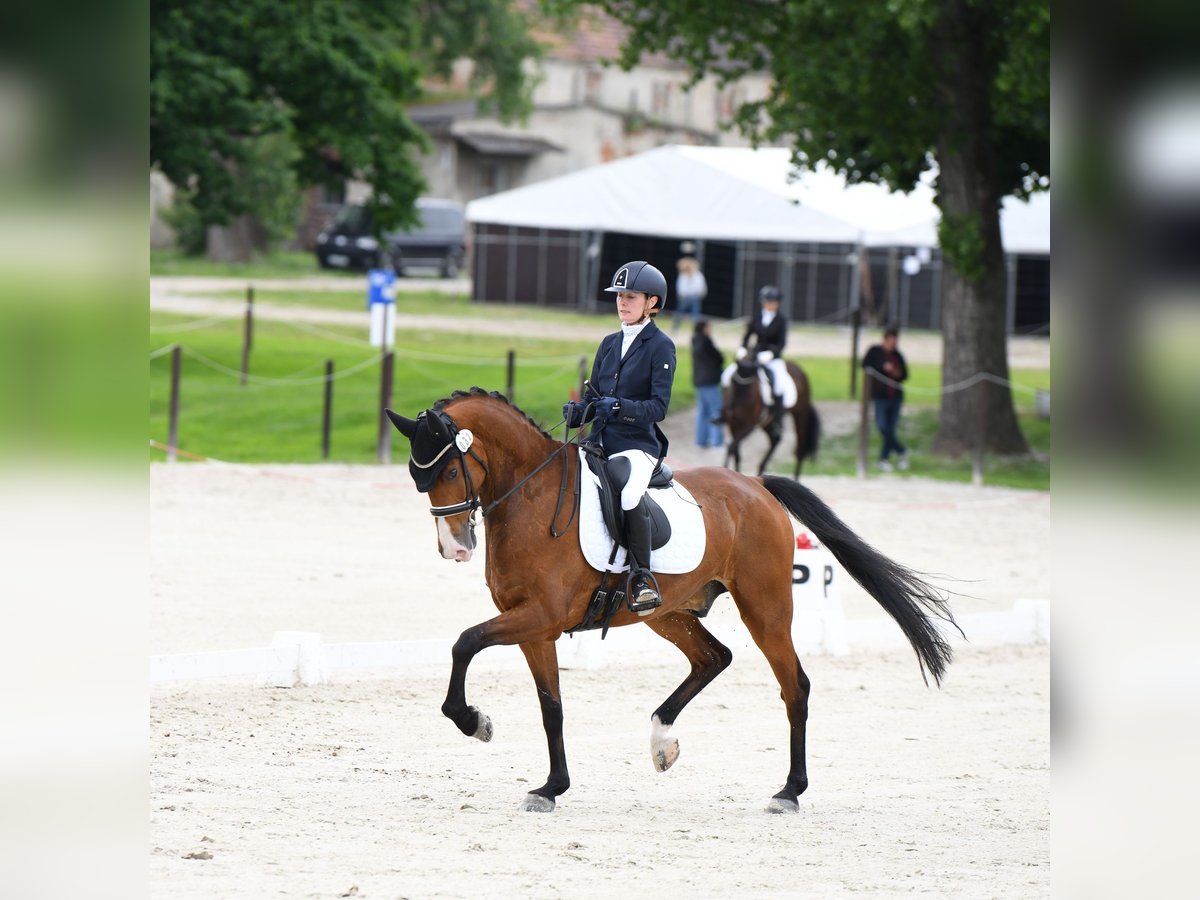 KWPN Gelding 9 years 16,1 hh Bay in Biskupice O&#x142;awskie