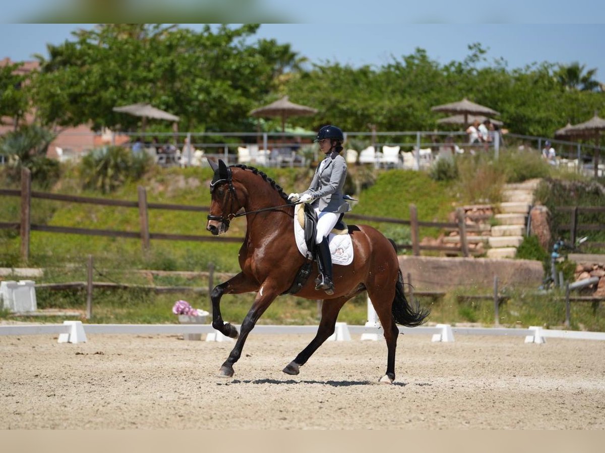 KWPN Gelding 9 years 16,1 hh Brown in Valencia