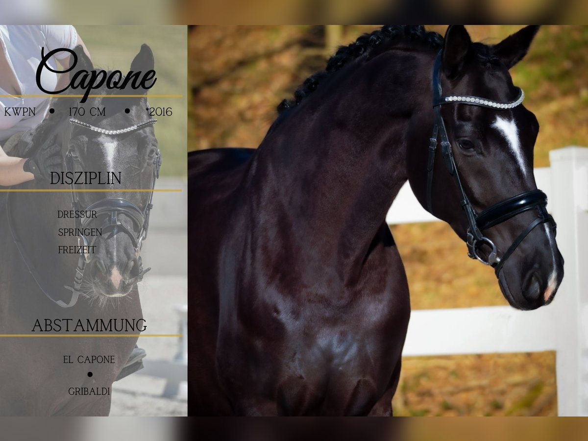 KWPN Gelding 9 years 16,2 hh Black in Nettersheim