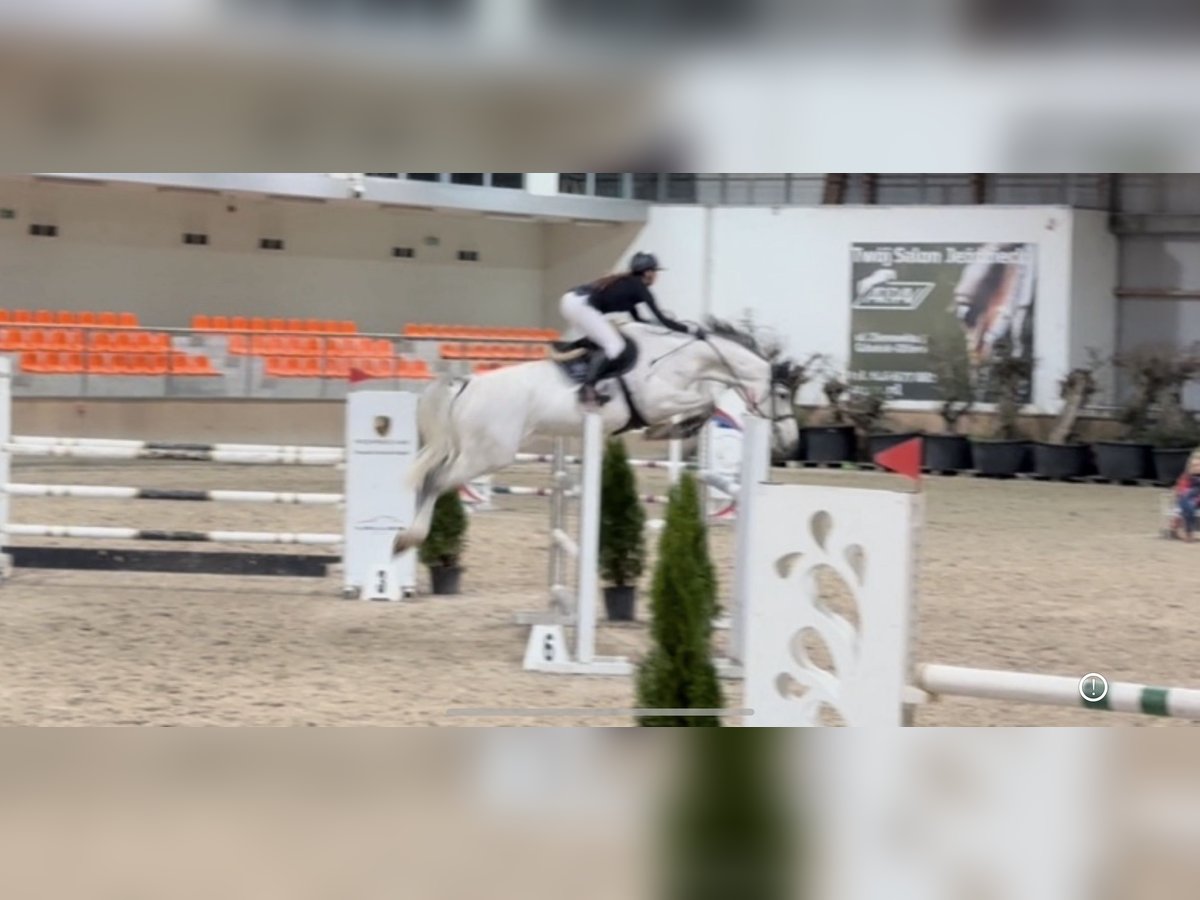 KWPN Gelding 9 years 17,1 hh Gray in Wyczechowo