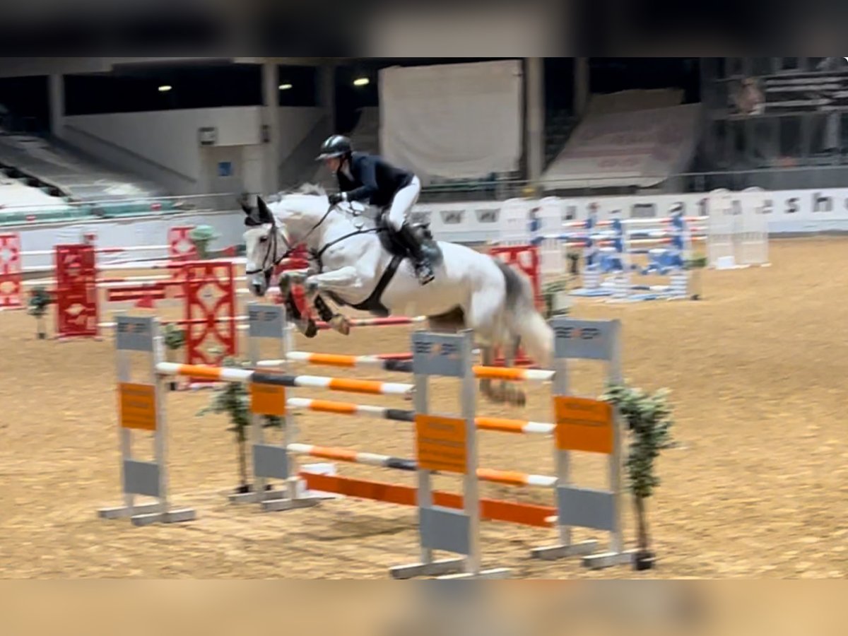 KWPN Gelding 9 years 17,1 hh Gray in Poxdorf