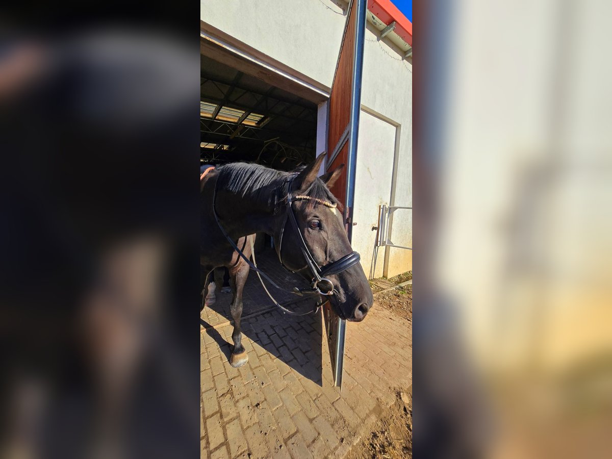 KWPN Gelding 9 years 17 hh Black in Nowa R&#xF3;&#x17C;a