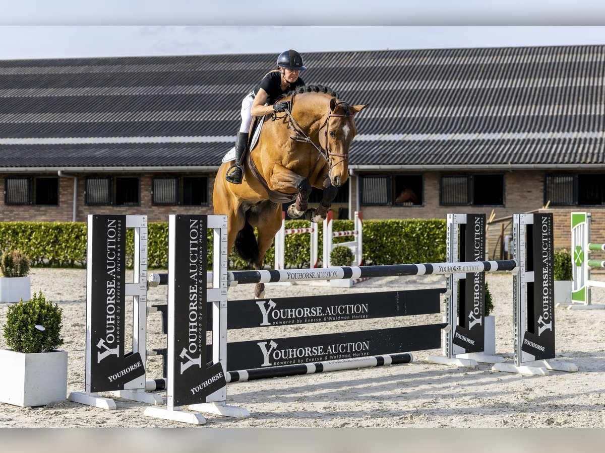 KWPN Gelding 9 years 17,1 hh in Waddinxveen