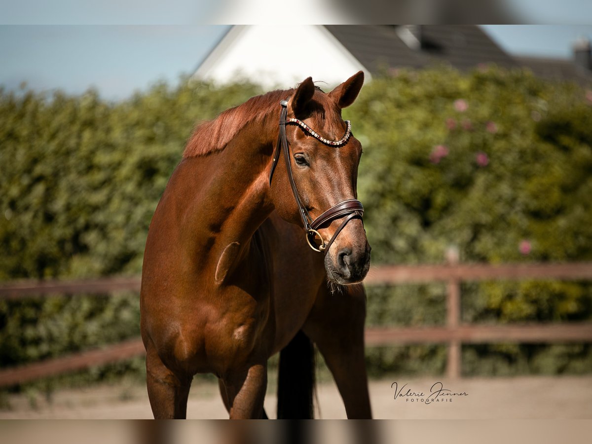 KWPN Gelding 9 years 18 hh Chestnut-Red in Blekendorf