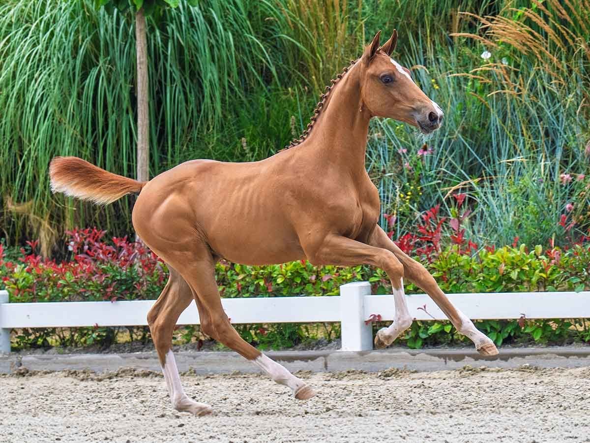 KWPN Gelding Foal (03/2025) Chestnut in Balen