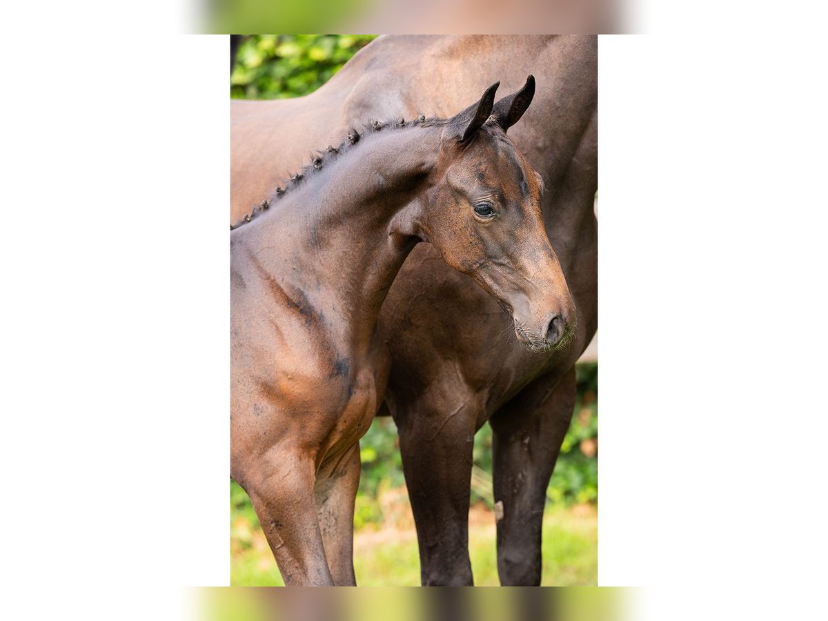 KWPN Gelding Foal (01/2025) in Heerde