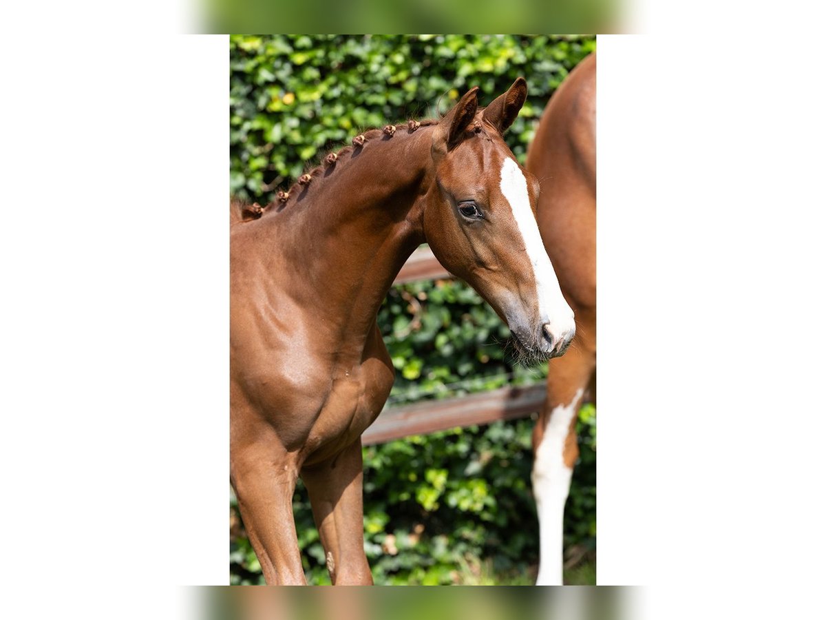 KWPN Gelding Foal (04/2025) in Heerde