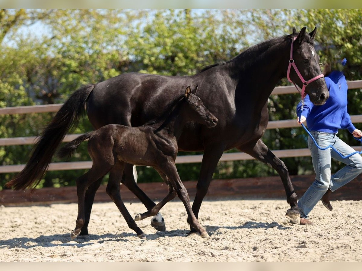 KWPN Giumenta 10 Anni 163 cm Morello in Hippolytushoef