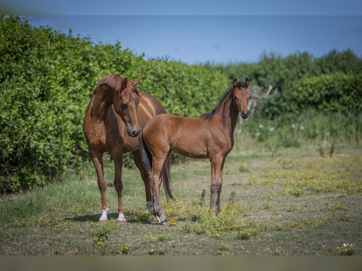 KWPN Giumenta 10 Anni 167 cm Sauro in Wemeldinge