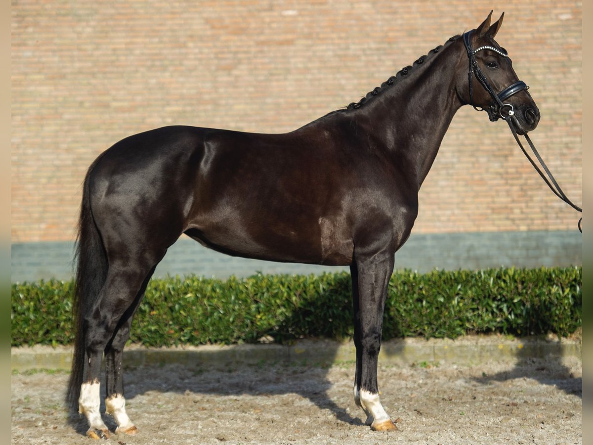 KWPN Giumenta 10 Anni 168 cm Sauro scuro in Teteringen