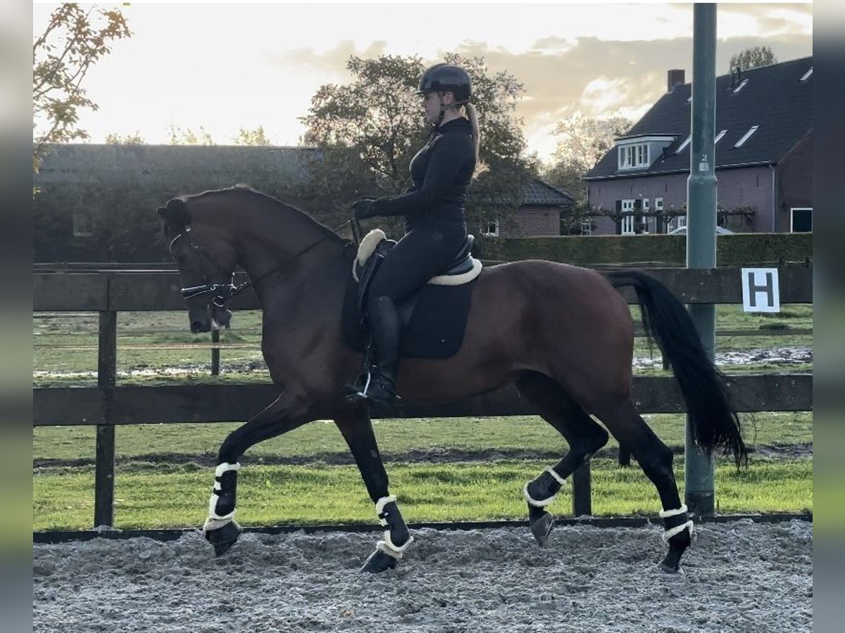 KWPN Giumenta 10 Anni 171 cm Baio in Sint-Oedenrode