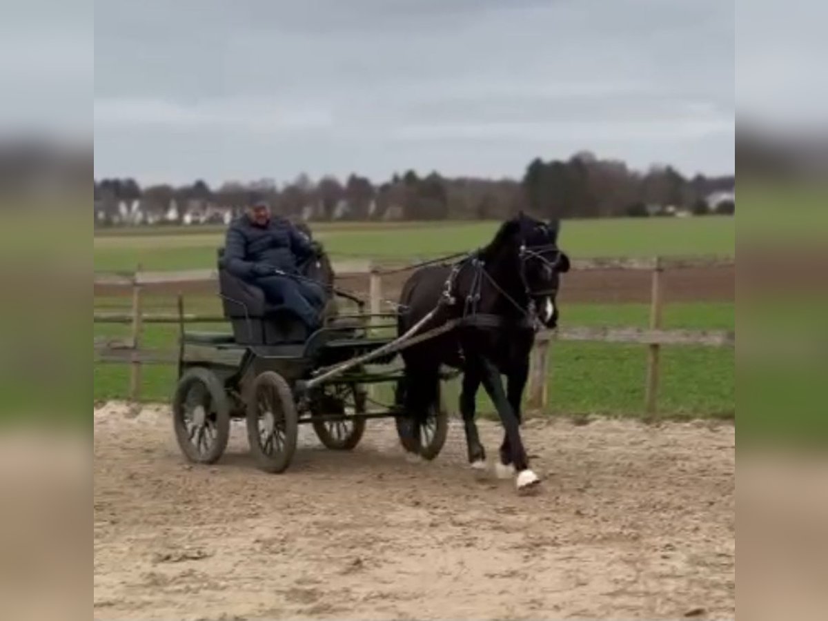 KWPN Giumenta 11 Anni 163 cm Morello in Aachen