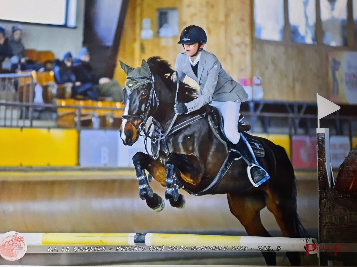 KWPN Giumenta 11 Anni 165 cm Baio scuro in Peschiera Borromeo