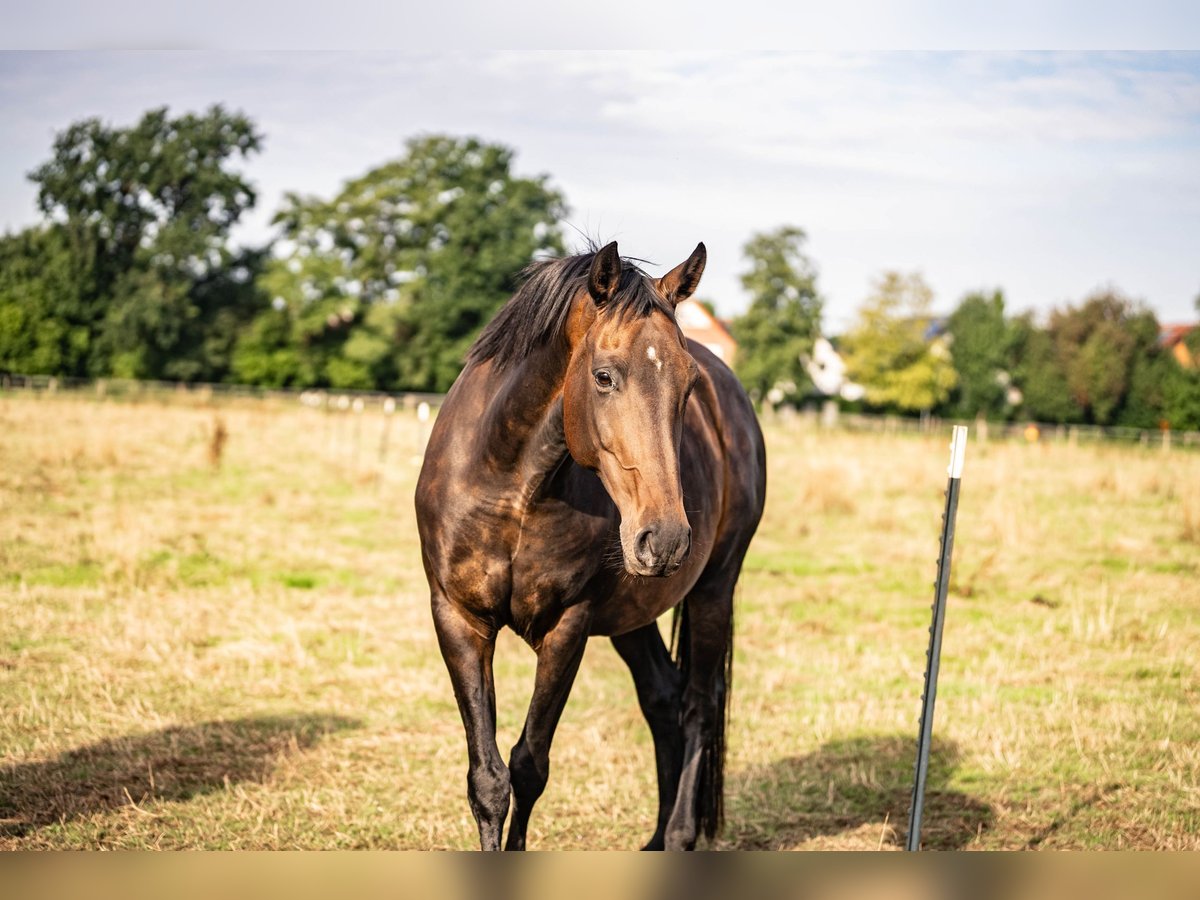 KWPN Giumenta 11 Anni 165 cm in Glandorf