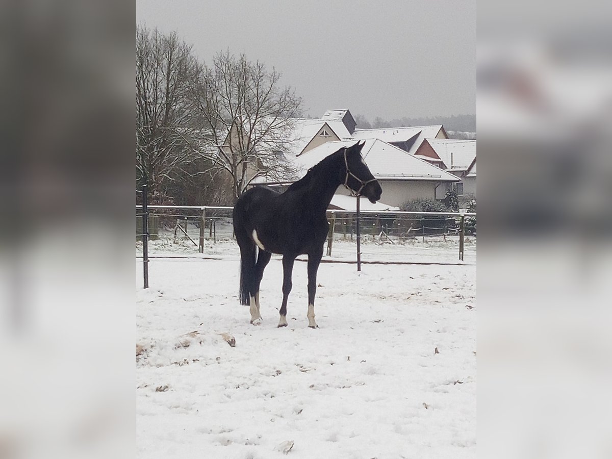 KWPN Giumenta 11 Anni 168 cm Baio nero in Neuler