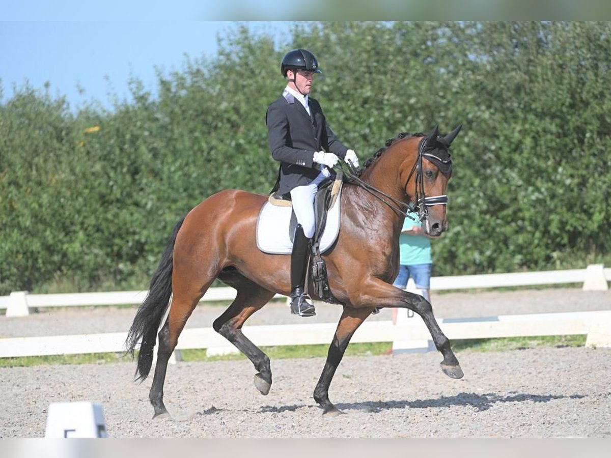 KWPN Giumenta 12 Anni 170 cm Baio in Valkenswaard