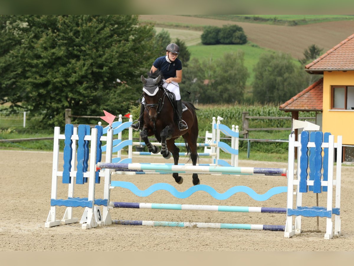 KWPN Giumenta 13 Anni 163 cm Baio scuro in Wartberg