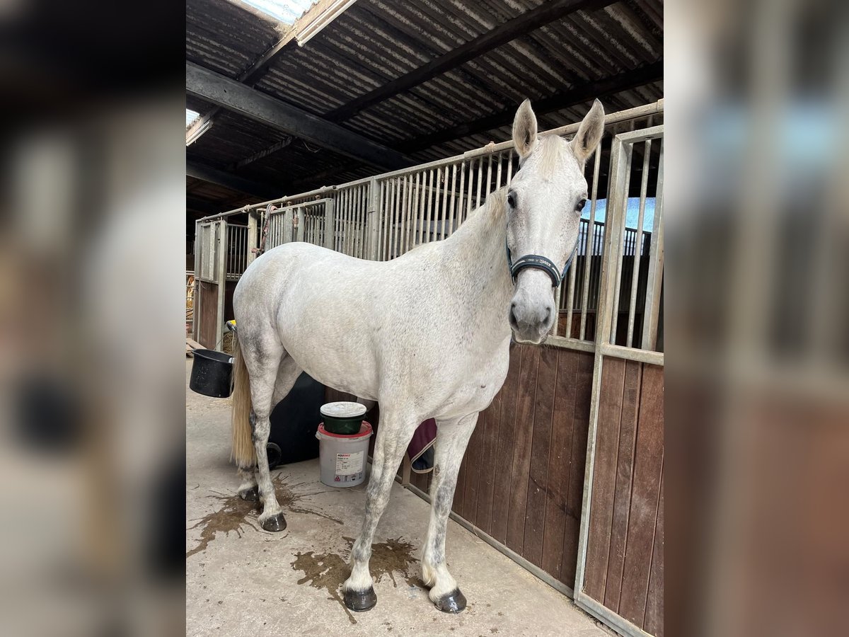 KWPN Giumenta 13 Anni 166 cm Grigio pezzato in Grefrath