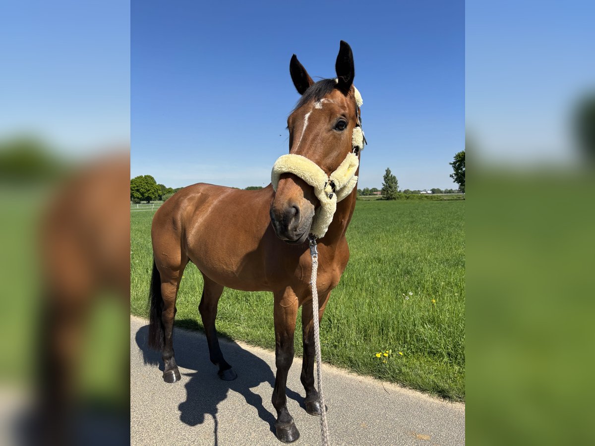 KWPN Giumenta 13 Anni 170 cm Baio in Rheurdt