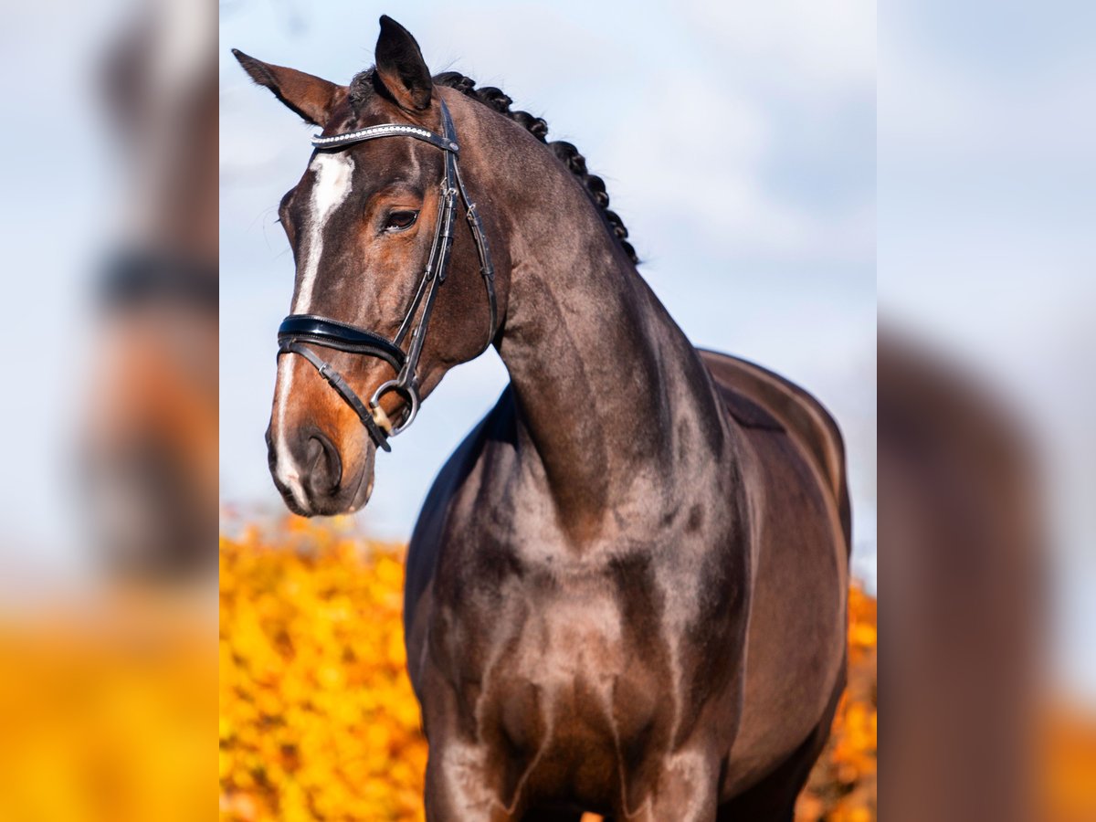 KWPN Giumenta 13 Anni 172 cm Baio ciliegia in Weert