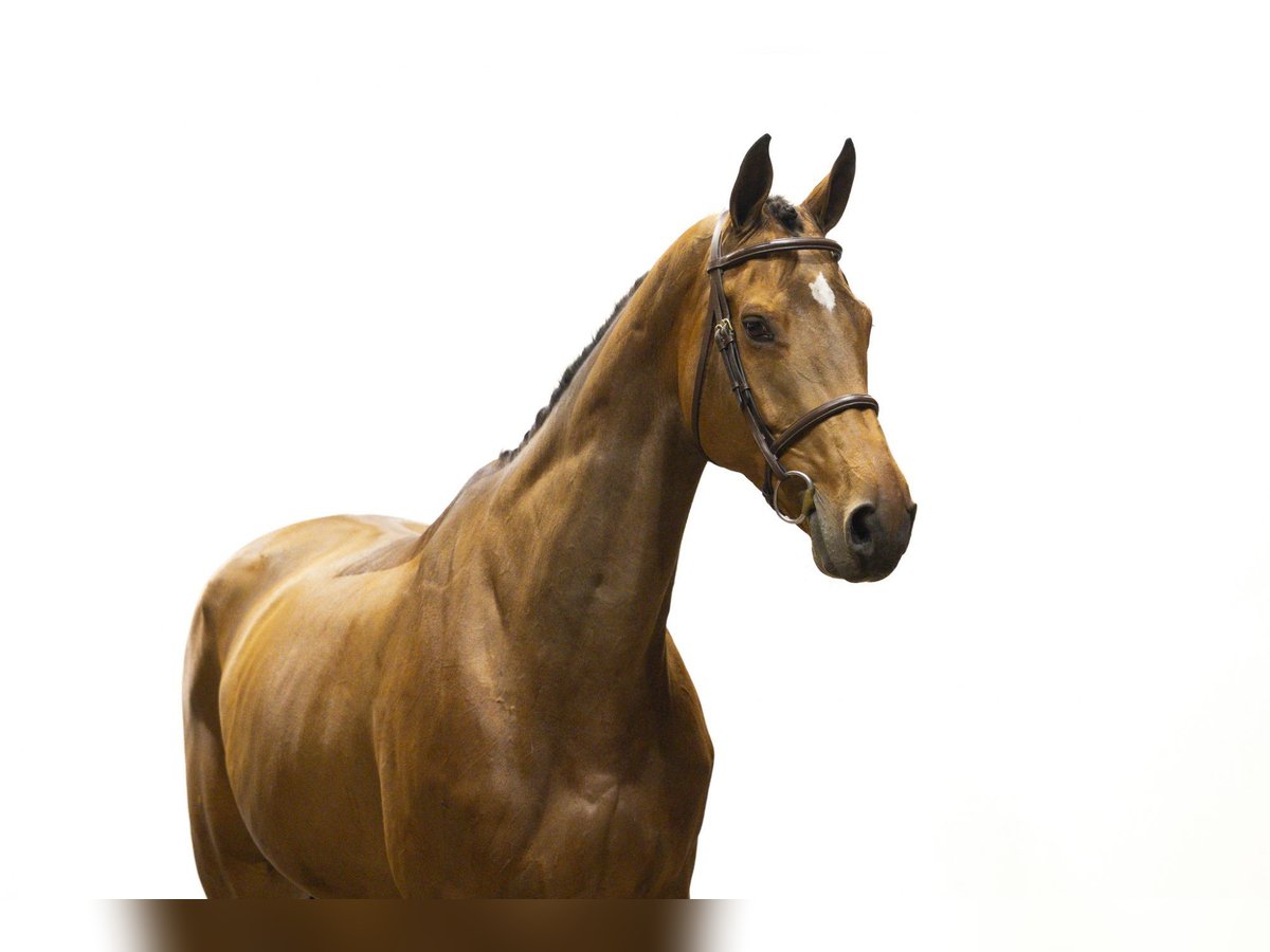 KWPN Giumenta 13 Anni 174 cm Baio scuro in Waddinxveen