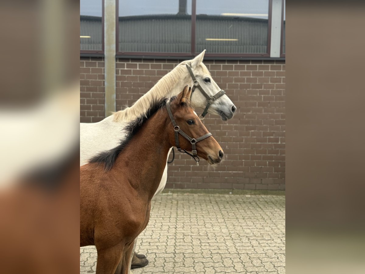 KWPN Giumenta 13 Anni Grigio in Scheeßel