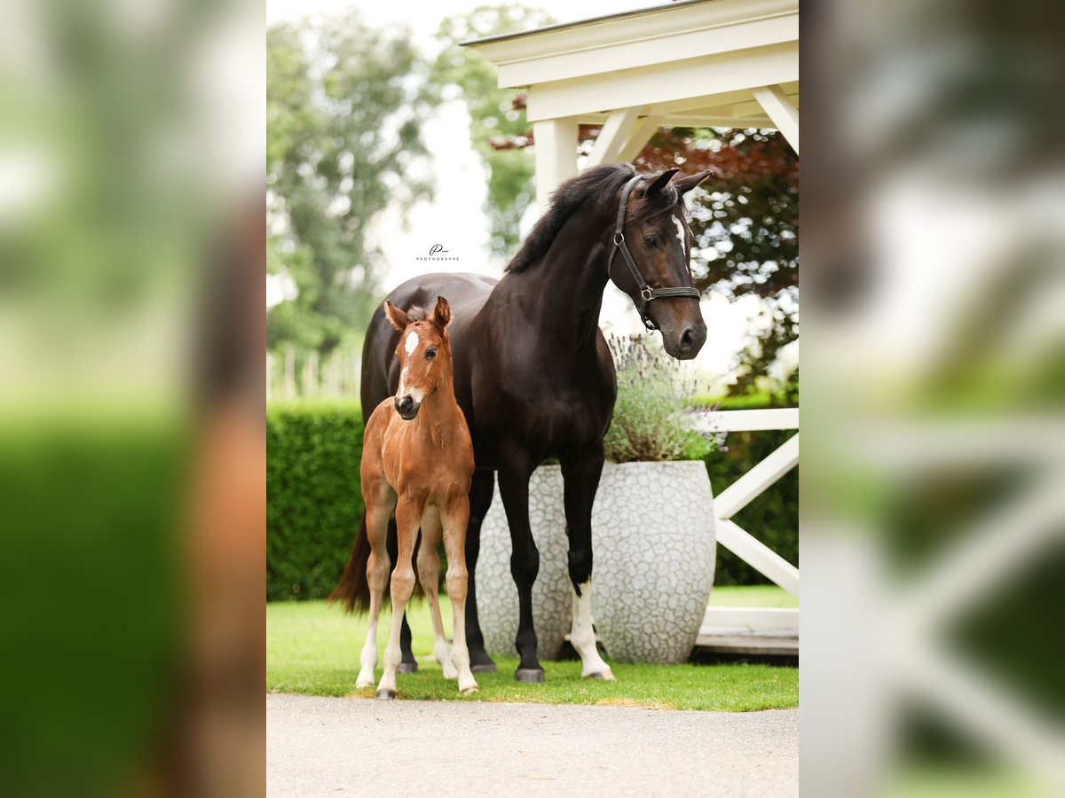 KWPN Giumenta 14 Anni 163 cm Baio nero in Werkhoven