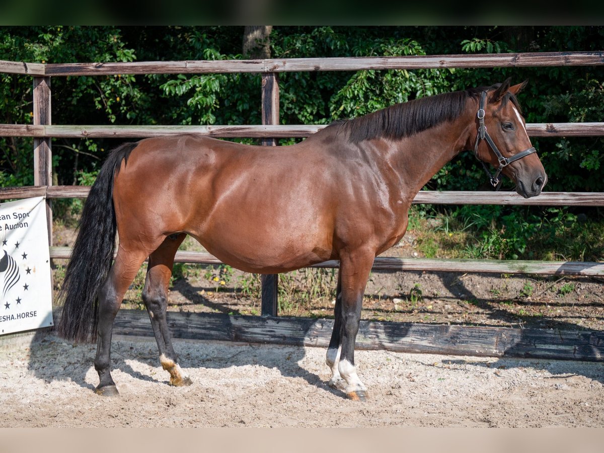 KWPN Giumenta 14 Anni 169 cm Baio in GROTE-BROGEL