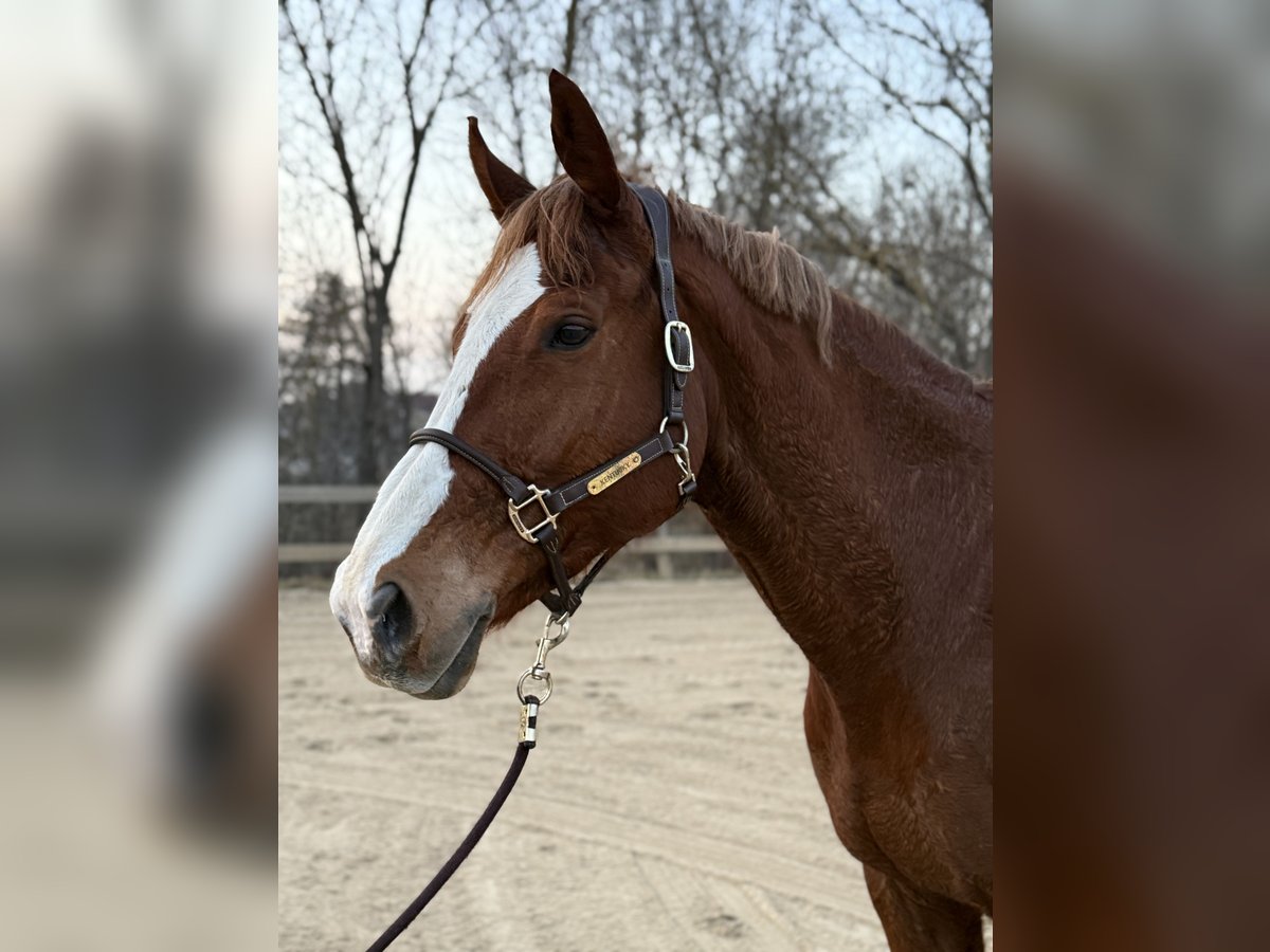 KWPN Giumenta 14 Anni 173 cm Sauro in Arnstadt