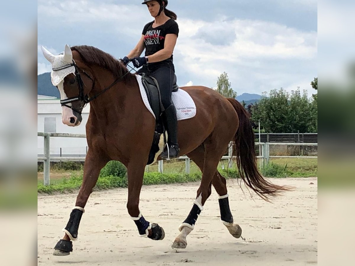 KWPN Giumenta 14 Anni 175 cm Sauro ciliegia in Aspach le bas