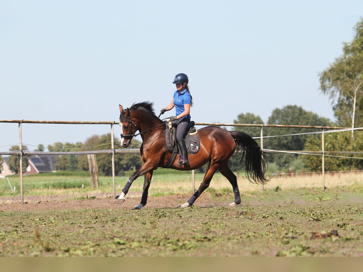 KWPN Giumenta 15 Anni 162 cm Baio scuro in Reusel