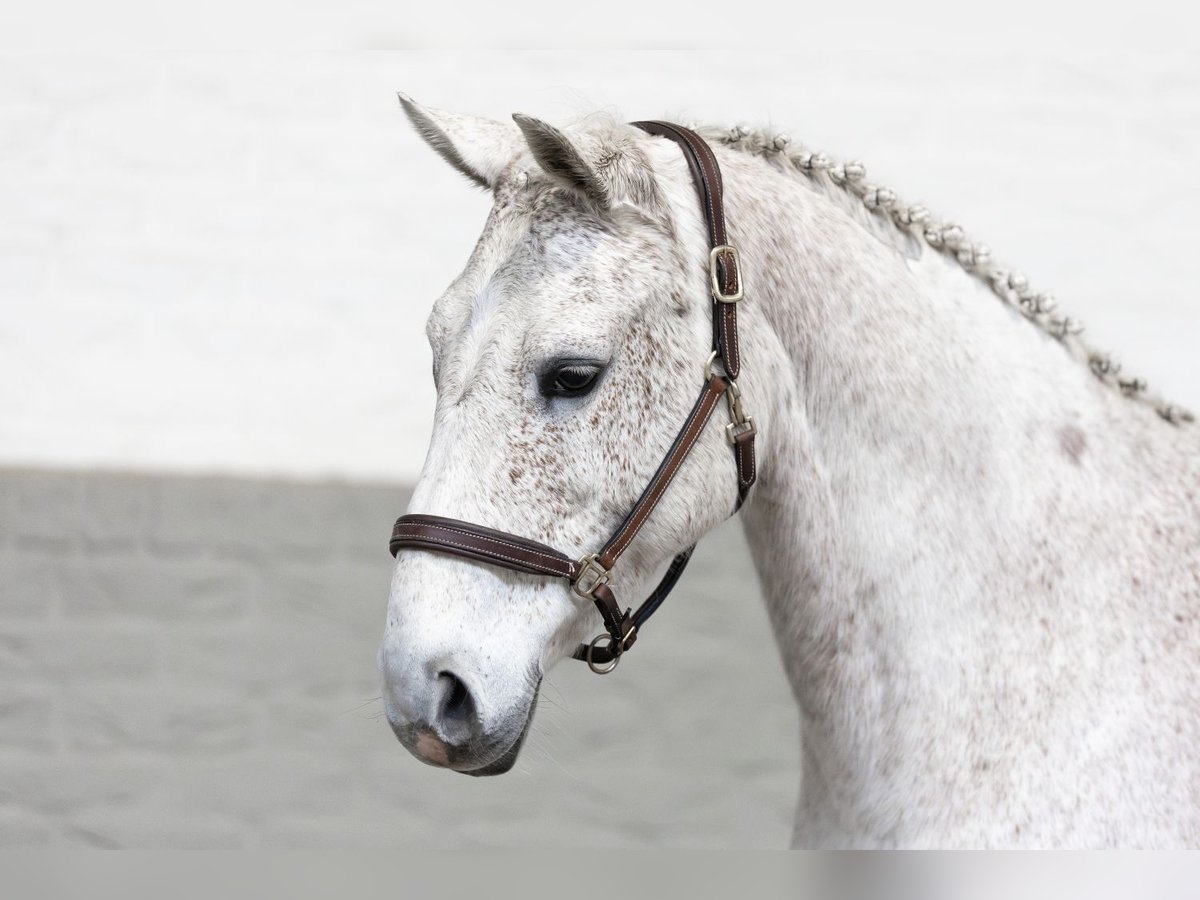 KWPN Giumenta 15 Anni 166 cm Bianco in Heerde