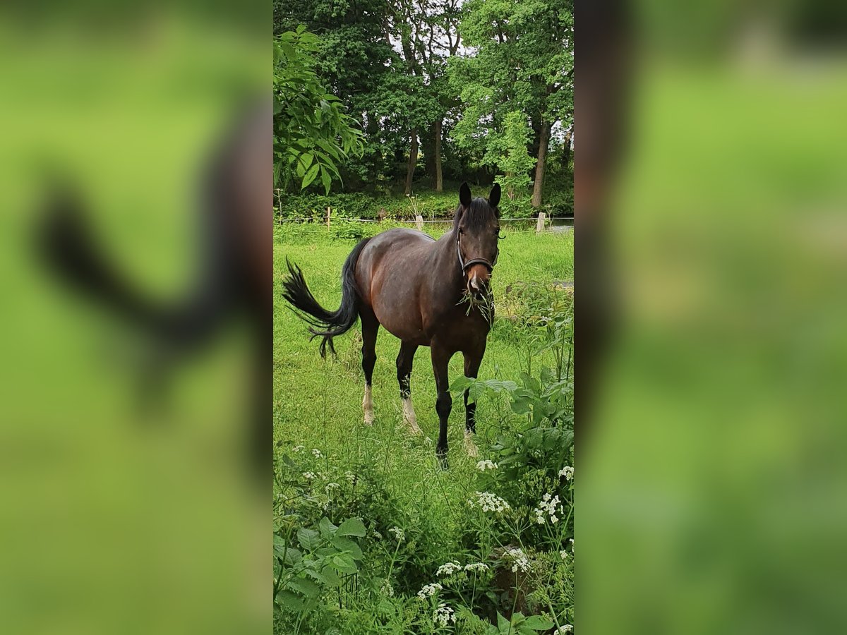 KWPN Giumenta 15 Anni 168 cm Baio in Heuerßen Kobbensen