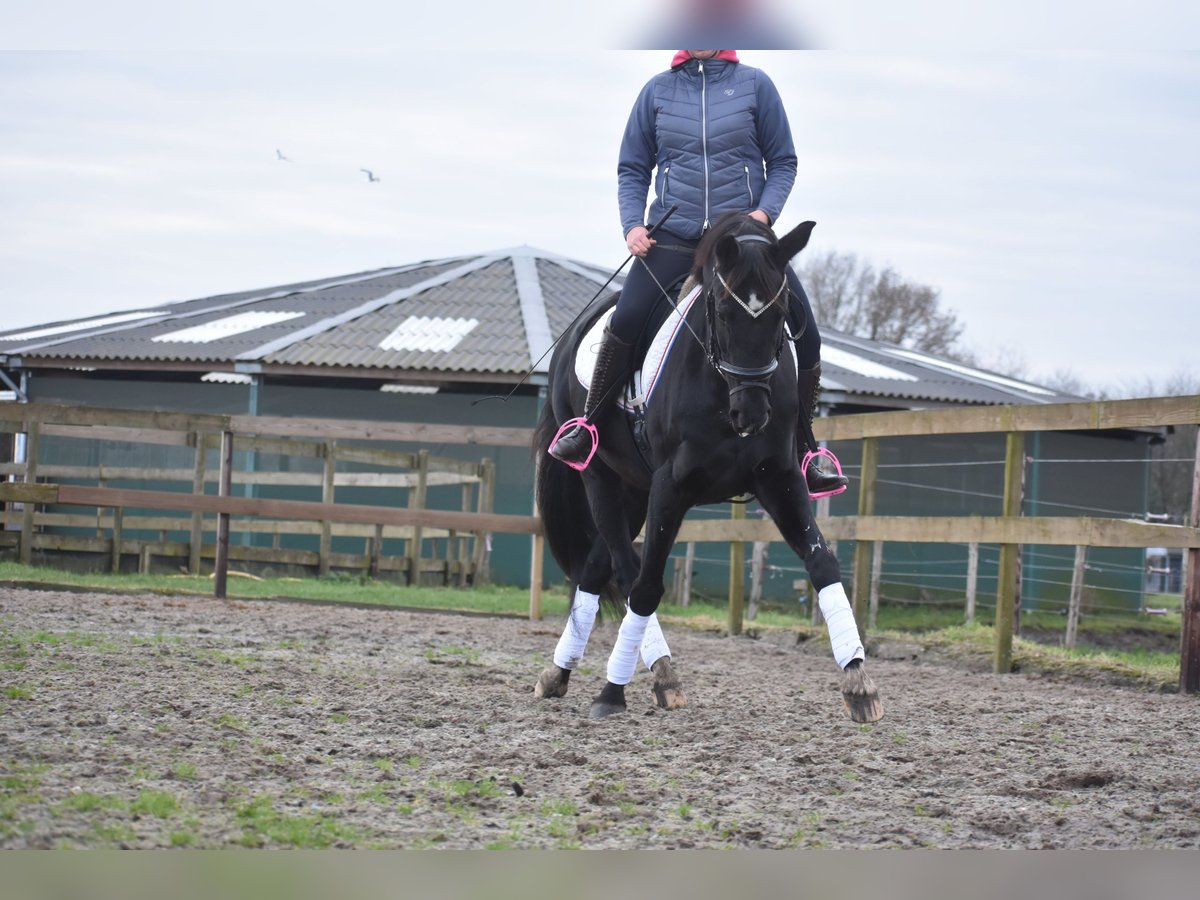 KWPN Giumenta 16 Anni 163 cm Morello in Achtmaal