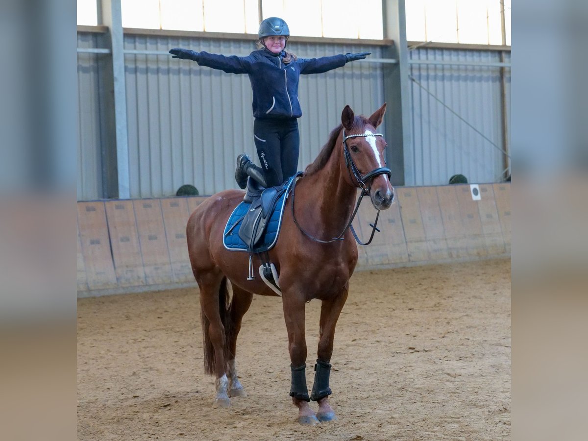 KWPN Giumenta 16 Anni 165 cm Sauro in Neustadt (Wied)