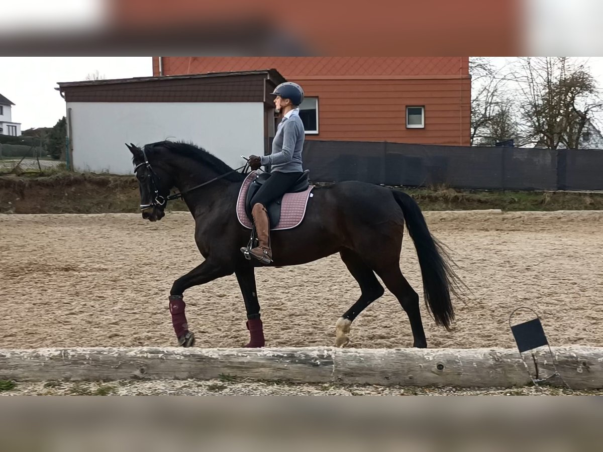 KWPN Giumenta 16 Anni 174 cm Baio scuro in Deensen