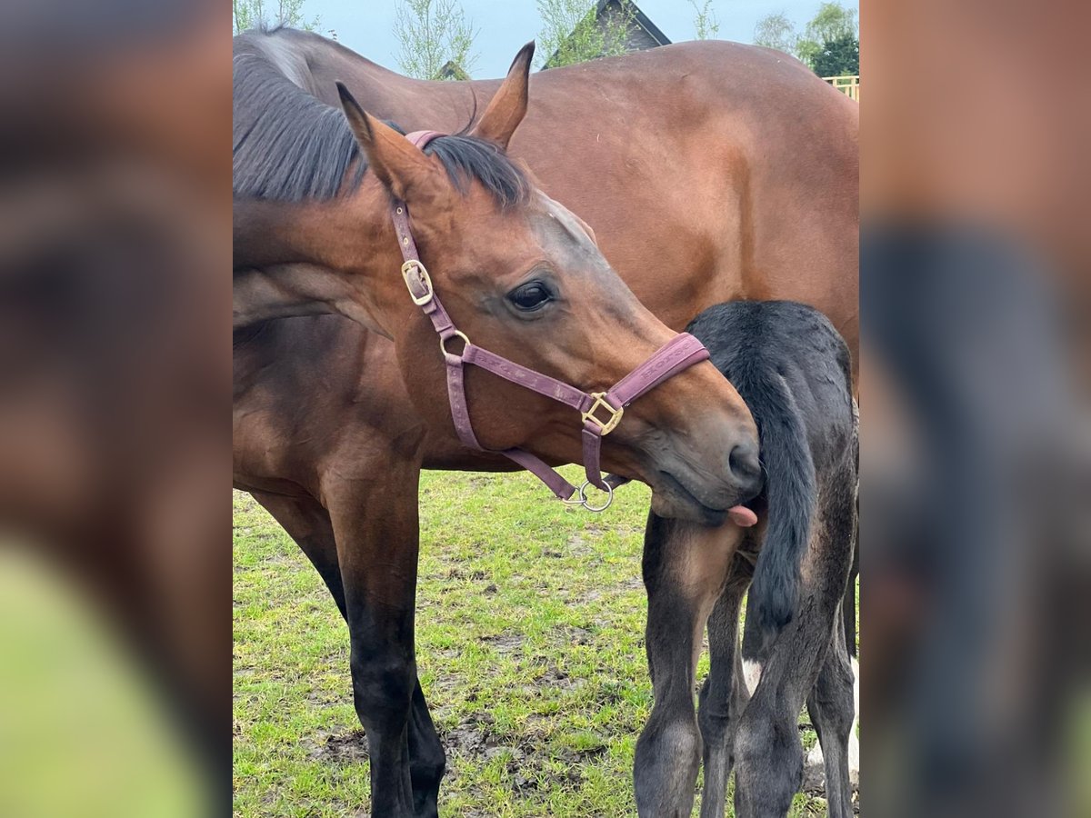 KWPN Giumenta 16 Anni 174 cm Baio scuro in Vierpolders