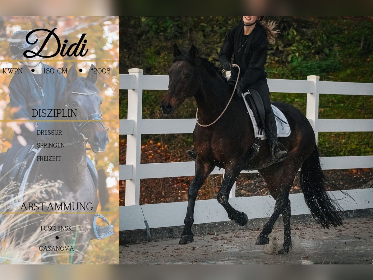 KWPN Giumenta 17 Anni 160 cm Baio scuro in Nettersheim