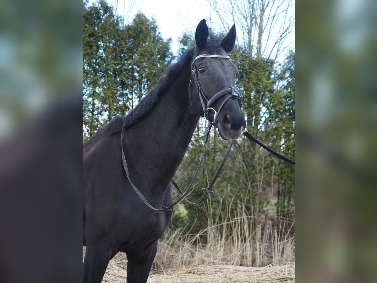 KWPN Giumenta 17 Anni 169 cm Morello in Dordrecht