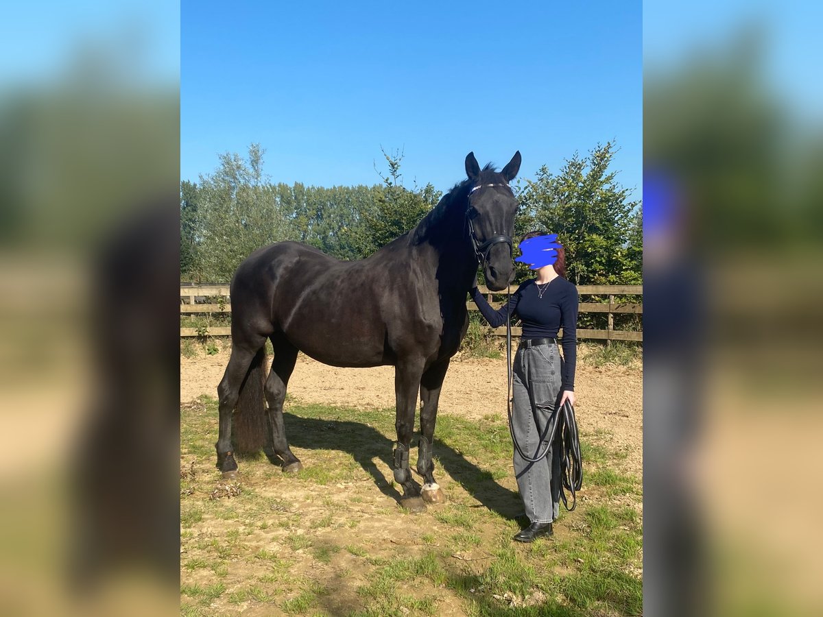 KWPN Giumenta 17 Anni 171 cm Baio nero in Wehl