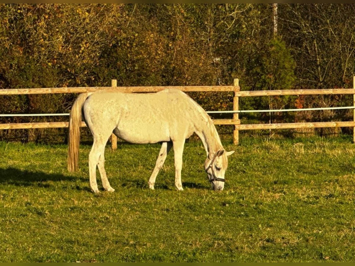 KWPN Giumenta 19 Anni 167 cm Grigio in Rehburg-Loccum Münchehagen