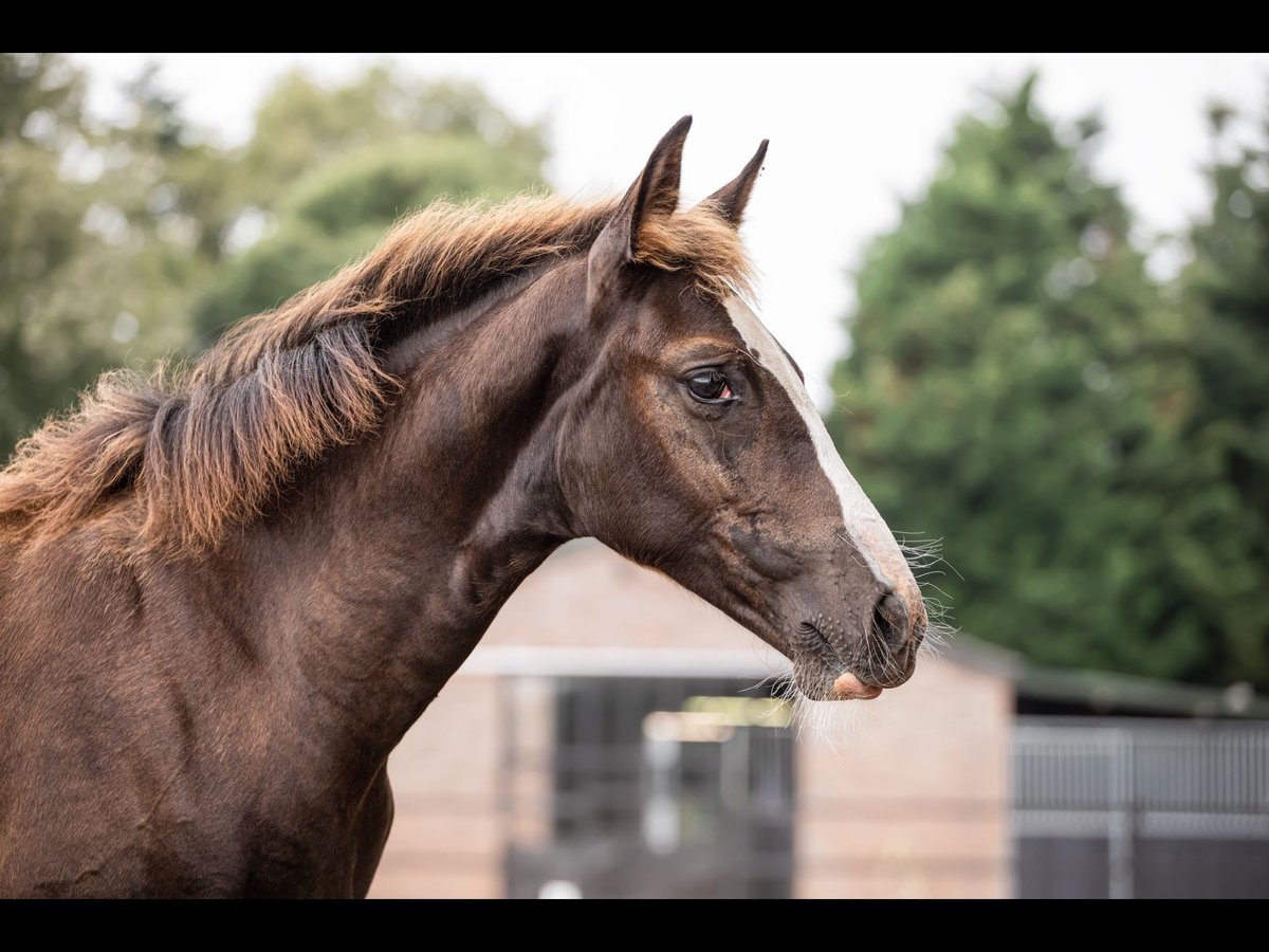 KWPN Giumenta 1 Anno 170 cm Sauro scuro in Maasbree