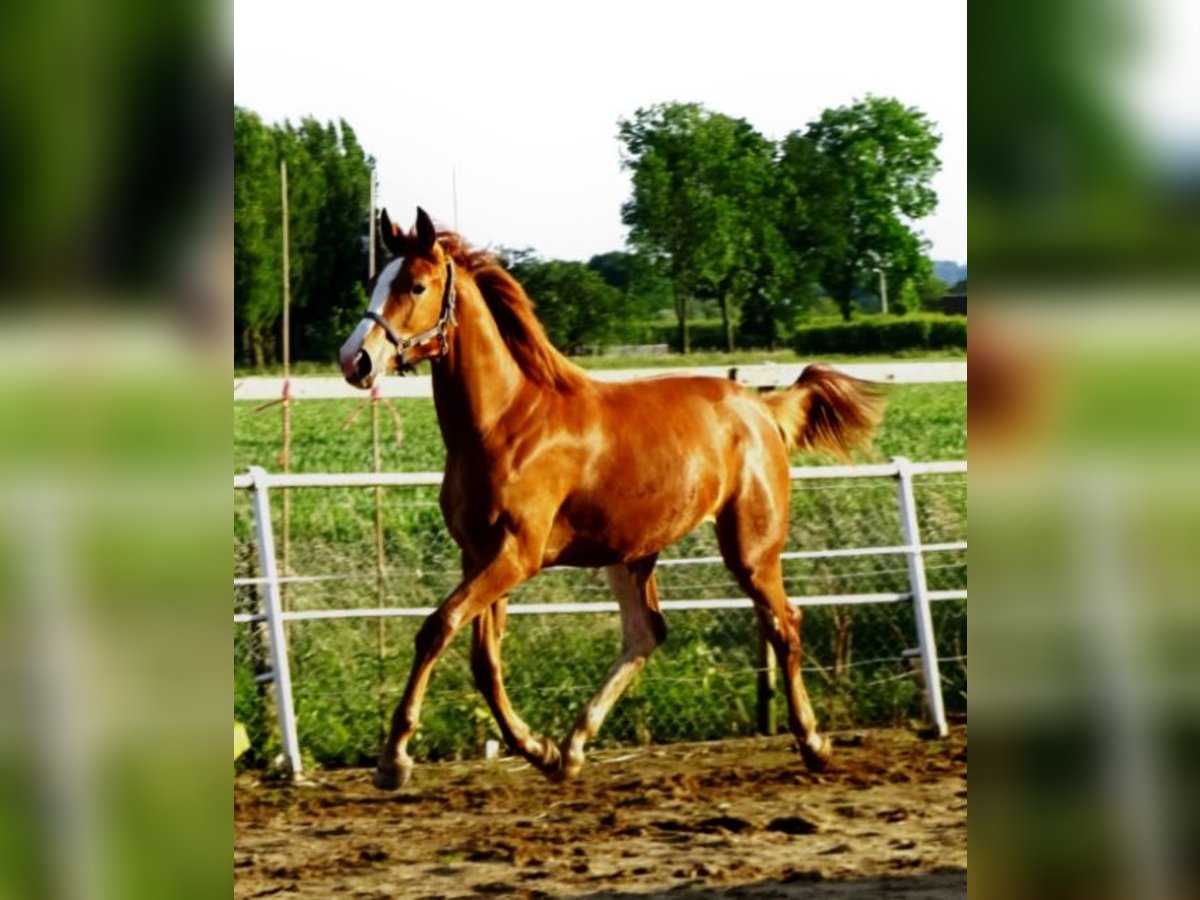 KWPN Giumenta 1 Anno 172 cm Sauro in Gendt