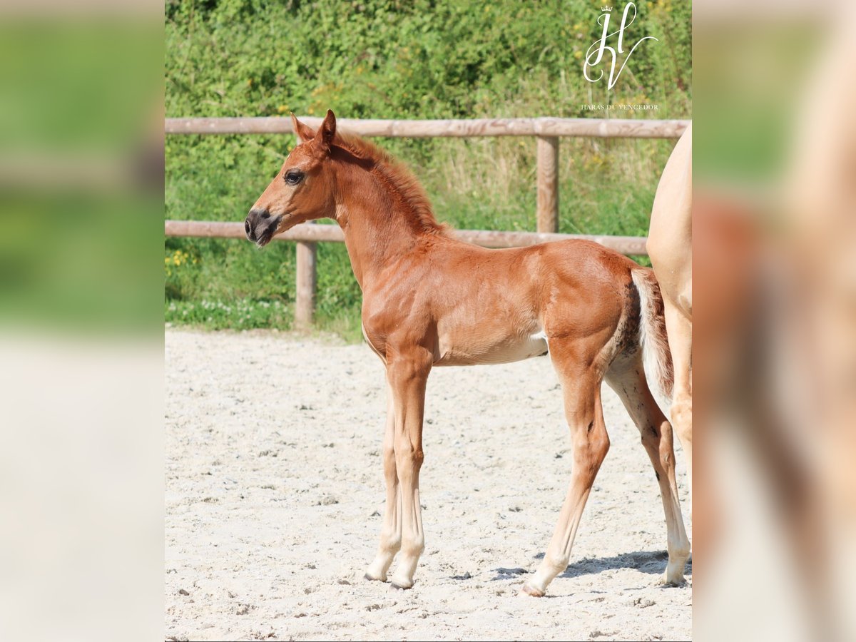 KWPN Giumenta 1 Anno Sauro scuro in Marly-sous-Issy